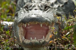 Josh Manring Photographer Decor Wall Art -  Florida Wildlife Everglades -30.jpg
